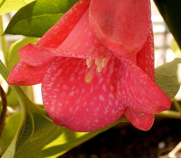 File:Lapageria rosea 03 ies.jpg