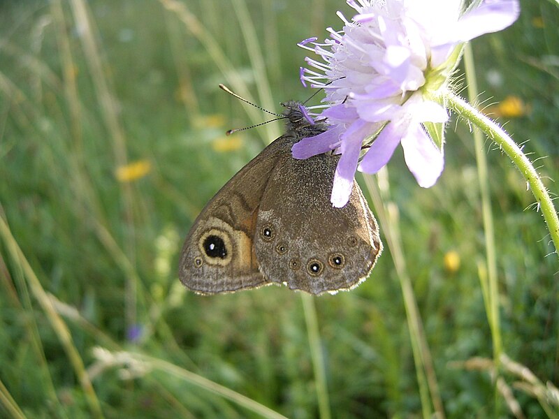 File:Lasiommata maera 17-07-2005 17.08.26.jpg