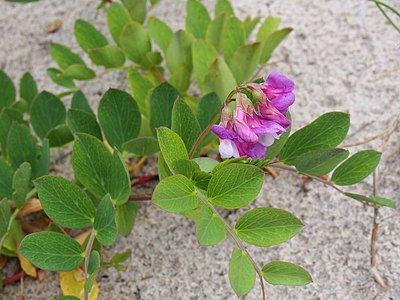 [NT] Groszek nadmorski (Lathyrus japonicus), wydmy, 2020-06-29