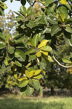 Leaves of Madhuca longifolia, Umaria district, MP, India.jpg