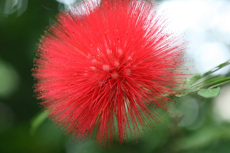 File:Lehua-haole (Calliandra inaequilatera) (2666163394).jpg