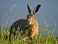 * Nomination European Hare at Uitkerkse Polders, Belgium. By User:Biopics --Yann 17:11, 7 May 2014 (UTC) * Promotion Excellent and Amazing --The Photographer 17:50, 7 May 2014 (UTC)