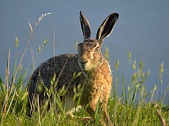 Description de l'image Lepus europaeus (Uitkerke).jpg.