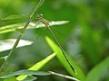 Lestes elatus in Kadavoor.jpg