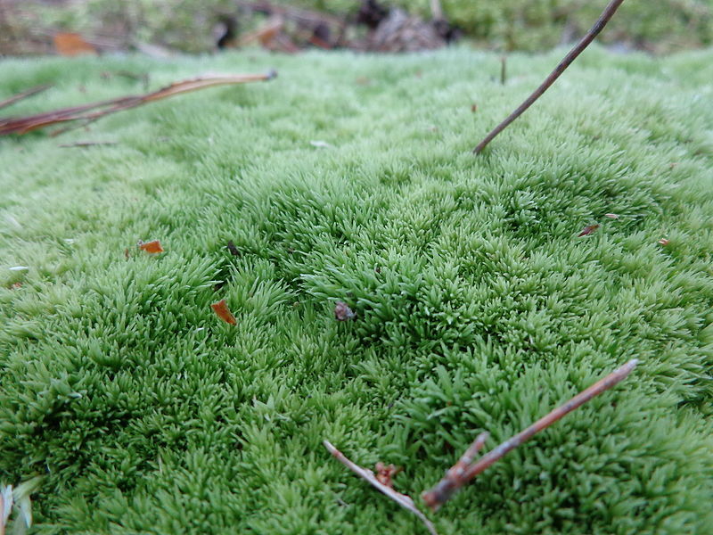 File:Leucobryum glaucum 01.JPG