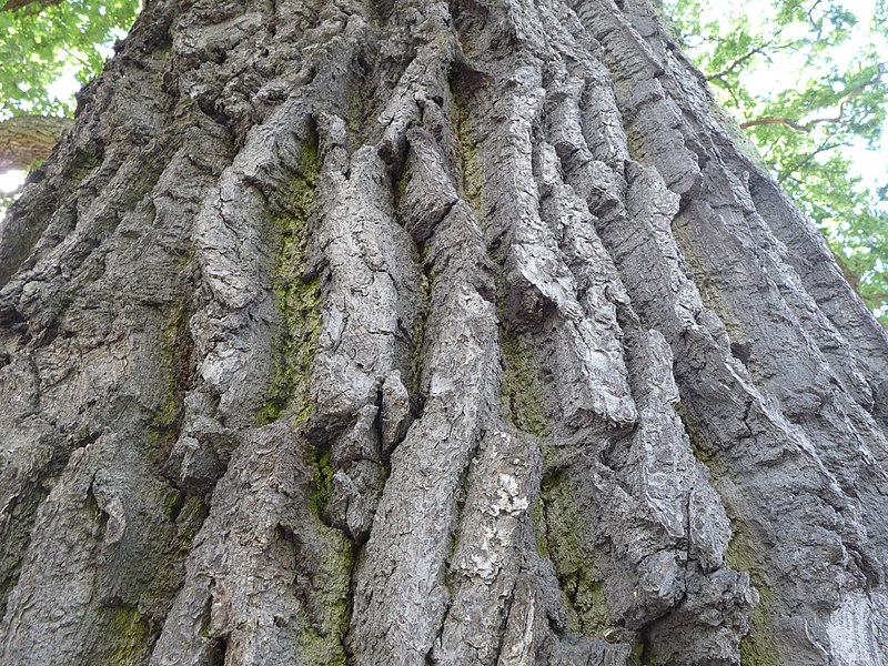 File:Lidingö oaks 2016 4.jpg