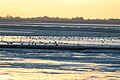 Fotografie Baie de Somme s oblastmi bahenních a písečných břehů, na kterých jsou umístěni bahňáci (ptáci).