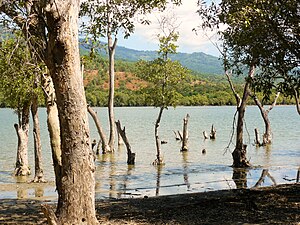 Liquica trees.jpg