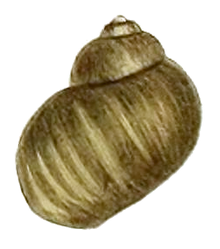 Drawing of abapertural view of a shell Lithoglyphus naticoides shell 2.png