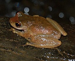 Grodarten Litoria rheocola.