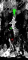 File:Live-Imaging-at-the-Onset-of-Cortical-Neurogenesis-Reveals-Differential-Appearance-of-the-Neuronal-pone.0002388.s009.ogv