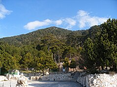 Trees in the national park