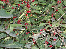 Foliage and fruit LoniceraMaackii5.jpg