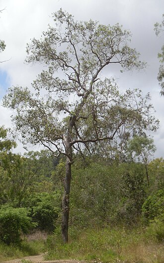 Small L. suaveolens tree. Lophostemon suaveolens habit.jpg