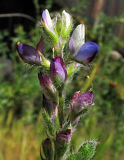 <i>Lupinus concinnus</i> Species of legume