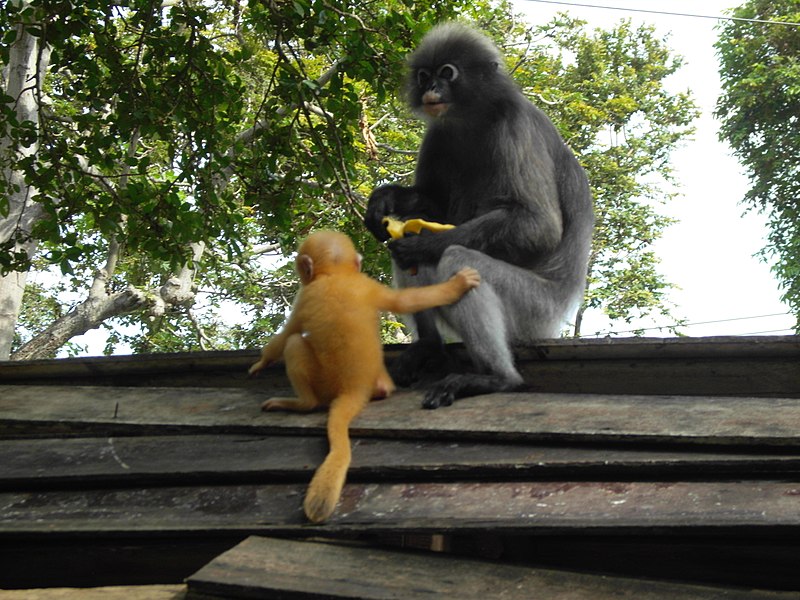 File:Lutung - panoramio (2034).jpg