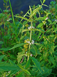 Lycopus europaeus Habitus