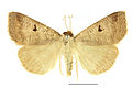 Lygephila pastinum SLU.JPG