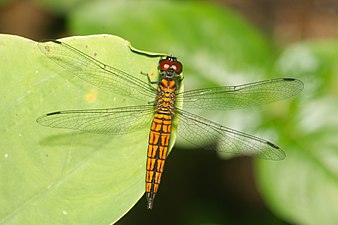 Little Bloodtail Lyriothemis acigastra male