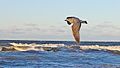 Ist das eine (Große) Skua?