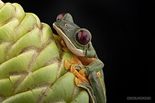 Gliding tree frog - Wikipedia