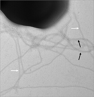 <span class="mw-page-title-main">TACK</span> Clade of Archaea