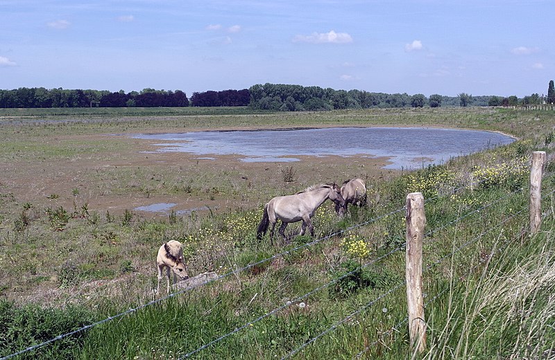 File:Maastricht-Borgharen, grindplas.JPG