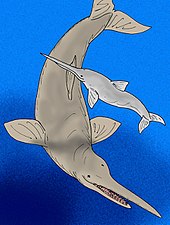 Life restoration of the Miocene whale Eurhinodelphis (above) Macrodelphinus kelloggi.jpg