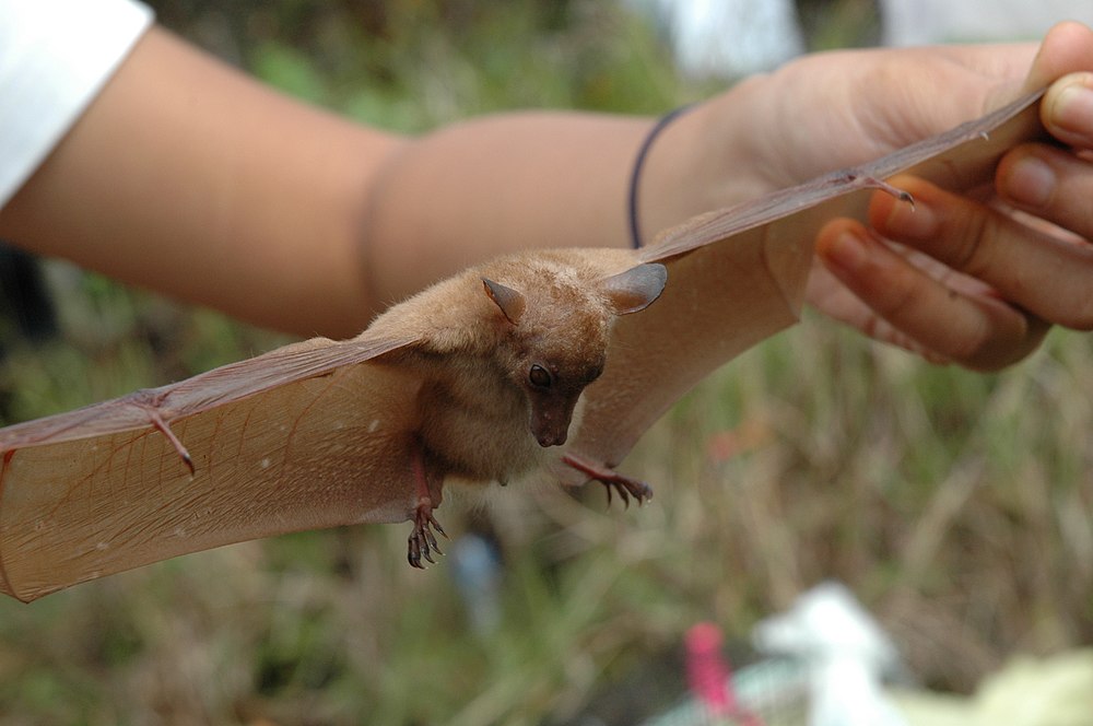 The average litter size of a Long-tongued nectar bat is 1