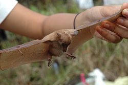 필리핀의 임신한 긴혀꽃꿀박쥐