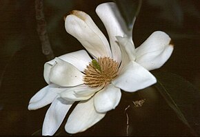 Kuvaus Magnolia doltsopa.jpg -kuvasta.