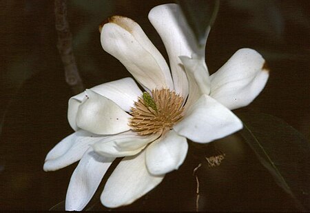 Tập_tin:Magnolia_doltsopa.jpg