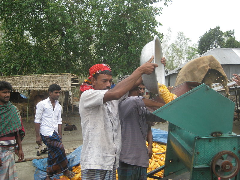 File:Maize peeling in char of Sirajganj, Bangladesh 15.jpg