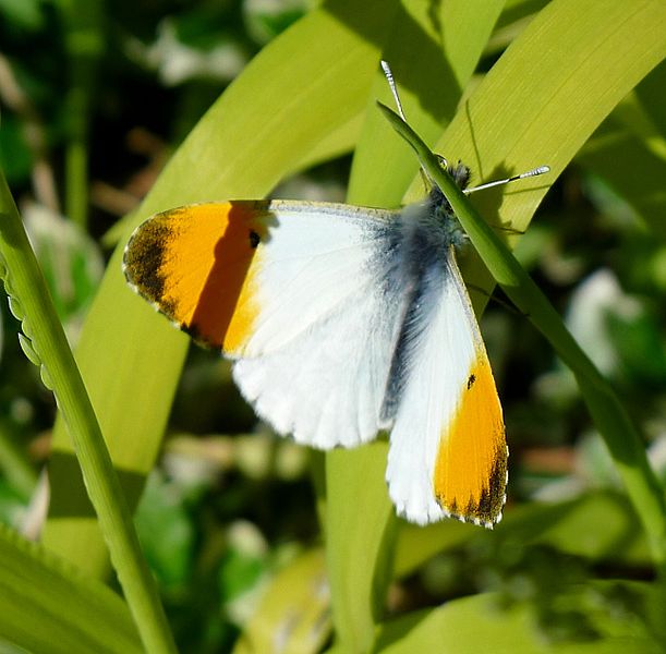 File:Male Orange Tip. Anthocharis cardamines. - Flickr - gailhampshire (2).jpg