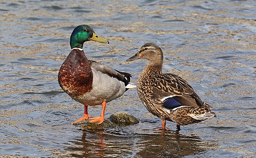 Mallard duck pair, France