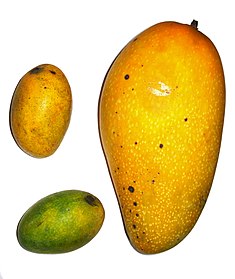 Descriptive image of Mangoes.