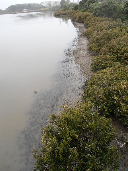 File:Mangroves Highbrook5.jpg