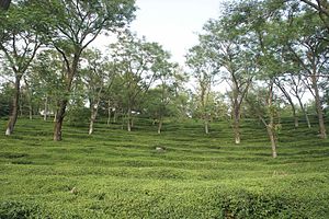 Tea Gardens in Kangra