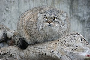 Manul: Merkmale, Verbreitung und Lebensraum, Lebensweise