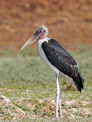 <i>Leptoptilos</i> Genus of birds