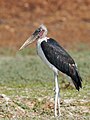 * Nomination Marabou stork (Leptoptilos crumenifer), Upper Lupande GMA, South Luangwa, Zambia --Tagooty 01:58, 10 August 2023 (UTC) * Promotion  Support Good quality. --Fabian Roudra Baroi 03:04, 10 August 2023 (UTC)