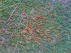 A swarm of ladybirds