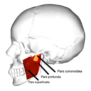 Musculus Masseter: Aufbau, Lebensmittelaspekte, Siehe auch