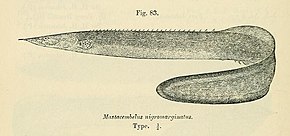 Kuvan kuvaus Mastacembelus nigromarginatus.jpg.