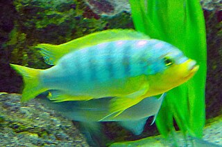 Williams mbuna Species of fish