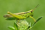 Mecostethus parapleurus – Weibchen