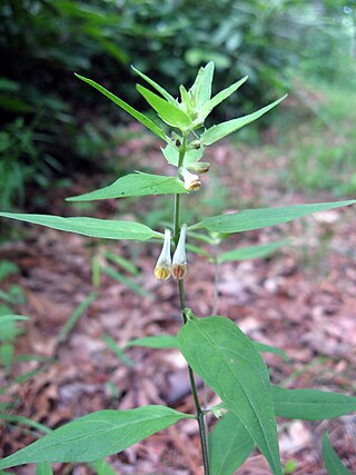 <i>Melampyrum lineare</i> Species of flowering plant