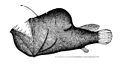 Melanocetus johnsonii.jpg