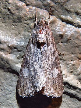 Melipotis acontioides