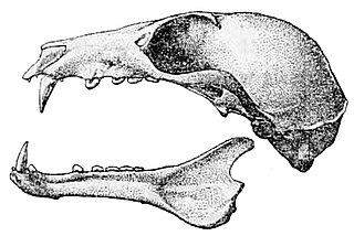 <span class="mw-page-title-main">Woodford's fruit bat</span> Species of bat